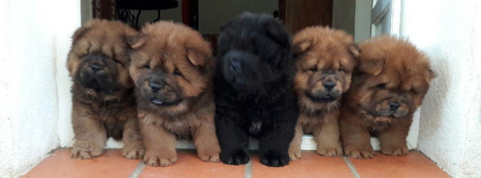 chiots chow chow  rserver